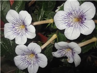 341d19c3-Picture 015.jpg